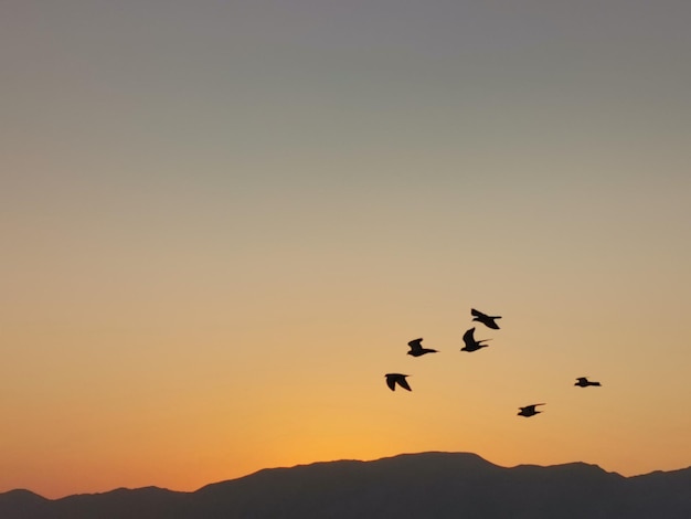 Foto silhuetas de pájaros volando en el cielo durante la puesta del sol