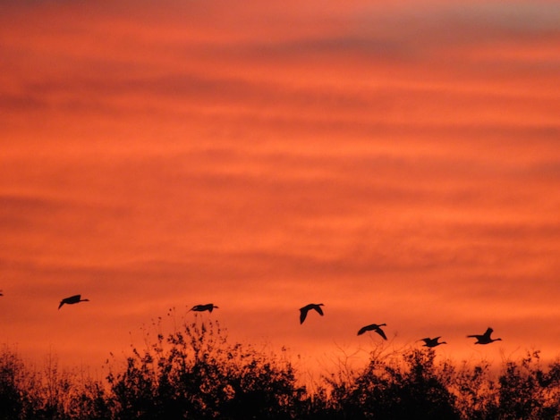 Foto silhuetas de pájaros volando contra el cielo naranja