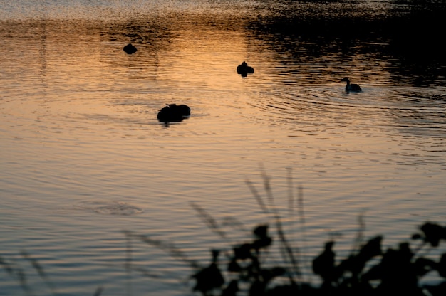 Silhuetas de patos nadando en el lago durante la puesta de sol