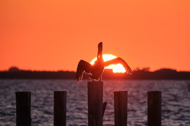 Silhuette de pássaro pelicano solitário com asas abertas no topo da cerca de madeira contra o céu do sol laranja brilhante sobre a água do lago e grande sol poente