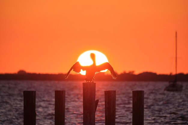 Silhuette de pájaro pelícano solitario con alas extendidas en la parte superior del poste de la cerca de madera contra el cielo naranja brillante del atardecer sobre el agua del lago y el gran sol poniente