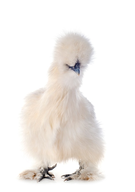 Silkie Bantam im Studio