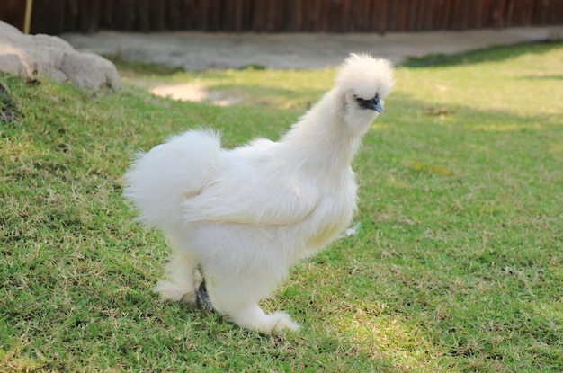 Silkie-Huhn: weiße Henne, die auf das grüne Gras im Bauernhof geht.