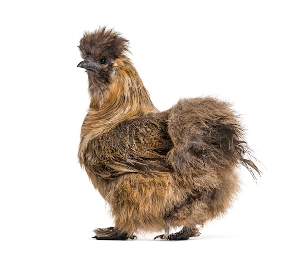 Silkie, manchmal buchstabiert Silky, Hühnerrasse, die für ihr flauschiges Gefieder bekannt ist, vor weißem Hintergrund