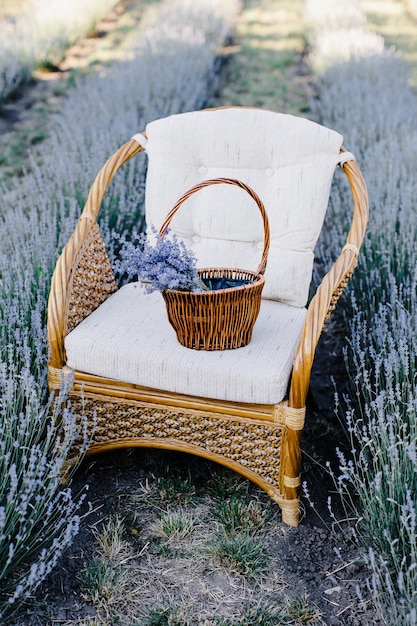 Silla con cesta con flores en un campo de lavanda