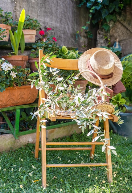 Silla en el jardín Cesta de sombrero con brunches de aceitunas cálido día soleado