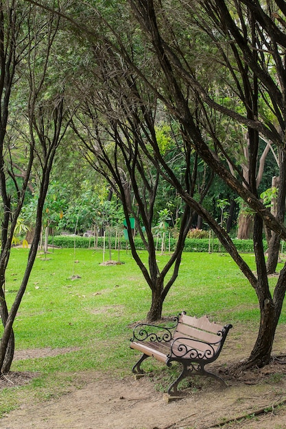 Sillas de madera en el césped en el jardín