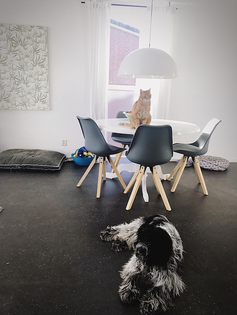Foto sillas en la mesa en casa