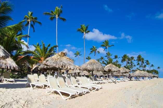 Sillas de playa debajo de una palmera