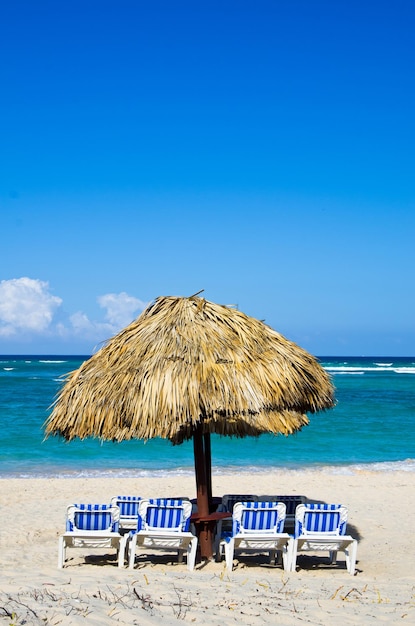 Sillas de playa debajo de una palmera