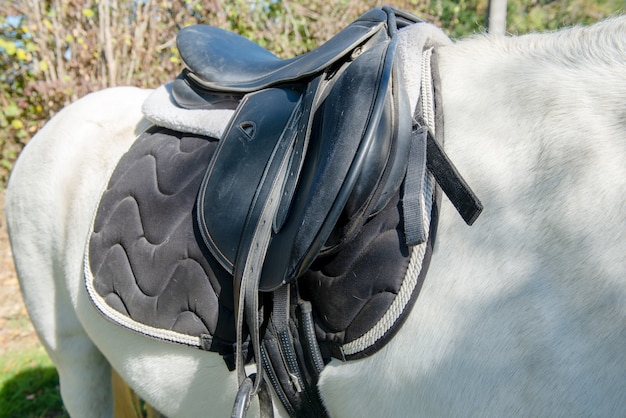 Sillín de cuero sobre el caballo blanco.