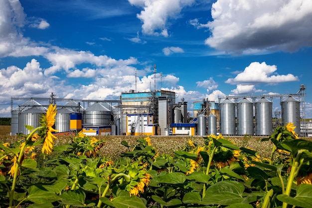 Silos agrícolas en el fondo de girasoles Almacenamiento y secado de granos trigo maíz soja girasol contra el cielo azul con nubes blancasxA