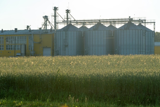 Silos de prata em planta de fabricação agro para processamento de secagem, limpeza e armazenamento de produtos agrícolas farinha de cereais e grãos Grandes barris de ferro de grãos Elevador de celeiro