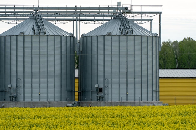 Silos de prata na planta de fabricação agro para processamento de secagem, limpeza e armazenamento de produtos agrícolas Grandes barris de ferro de grãos planta moderna no contexto de um grande campo de colza