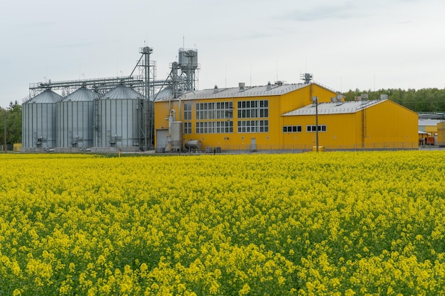 Silos de plata en la planta de fabricación agrícola para el procesamiento, secado, limpieza y almacenamiento de productos agrícolas Grandes barriles de hierro de planta moderna de grano contra el fondo de un gran campo de colza