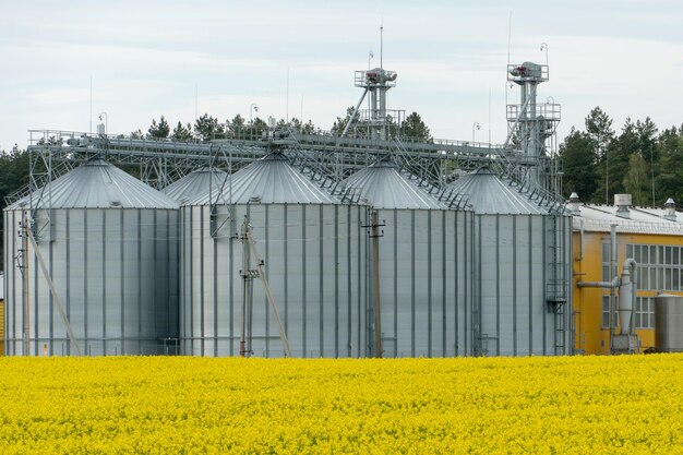 Silos de plata en la planta de fabricación agrícola para el procesamiento, secado, limpieza y almacenamiento de productos agrícolas Grandes barriles de hierro de planta moderna de grano contra el fondo de un gran campo de colza