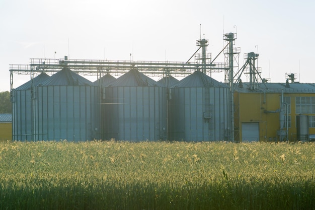 Silos de plata en la planta de fabricación agrícola para el procesamiento, secado, limpieza y almacenamiento de productos agrícolas, harina, cereales y granos Grandes barriles de hierro de grano Elevador de granero