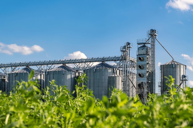 Silos de plata en la planta de procesamiento y fabricación de productos agrícolas para el procesamiento, secado, limpieza y almacenamiento de productos agrícolas, harina, cereales y granos, elevador de granero