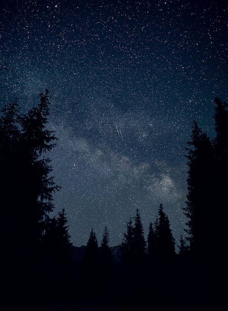 Silueta de abeto en el cielo nocturno con la Vía Láctea