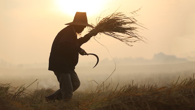 silueta, de, agricultor, trabajando, en, campo de arroz