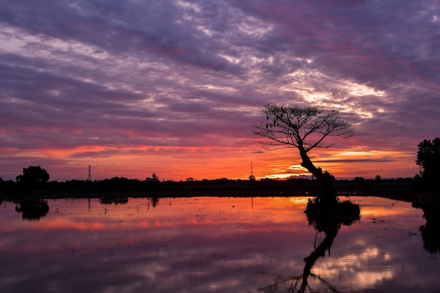 Silueta del árbol al amanecer sobre el lago.