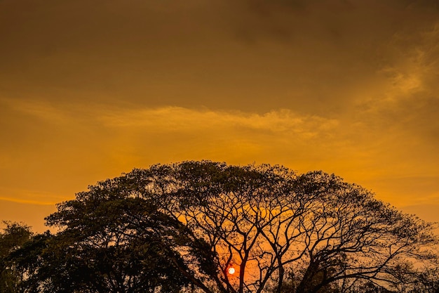 Silueta de árbol al atardecer kSilueta de árbol grande en el fondo del atardecer