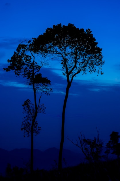 Silueta del árbol al atardecer o al amanecer en la montaña con cielo azul