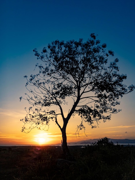 Silueta de árbol con amanecer en la mañana.