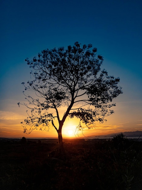 Silueta de árbol con amanecer en la mañana.