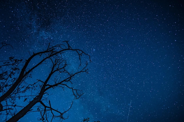 silueta, de, árbol, en, cielo estrellado