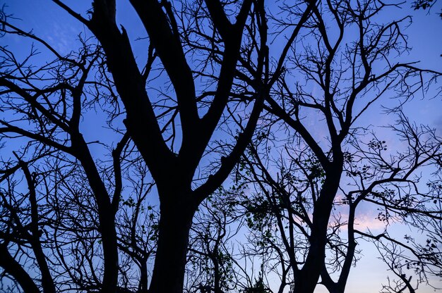 Silueta de árbol y cielo y nubes por la noche