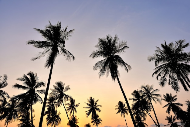 Foto silueta del árbol de coco