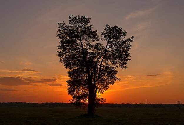 Foto silueta de árbol contra el cielo naranja