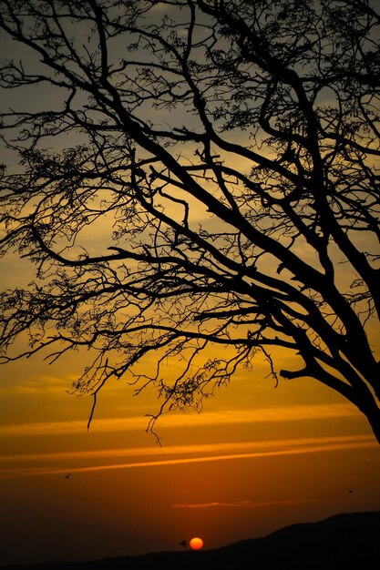 Foto silueta de árbol contra el cielo durante la puesta de sol