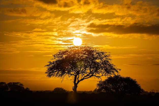 Silueta de árbol contra el cielo durante la puesta de sol