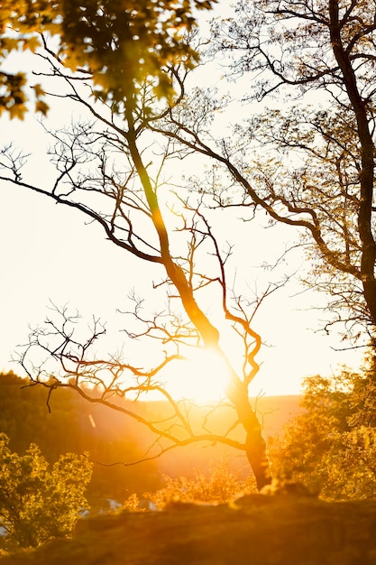 Foto silueta de árbol contra el cielo durante la puesta de sol