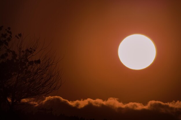 Silueta de árbol contra el cielo durante la puesta de sol