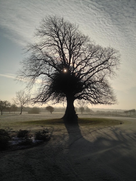 Foto silueta de árbol contra el cielo durante la puesta de sol