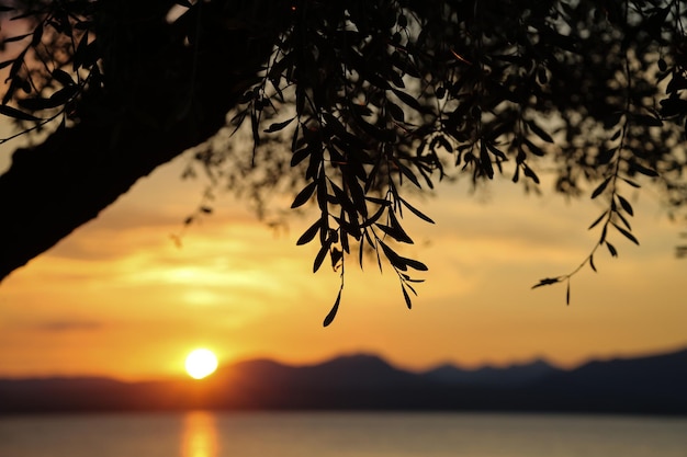Silueta de árbol contra el cielo durante la puesta de sol