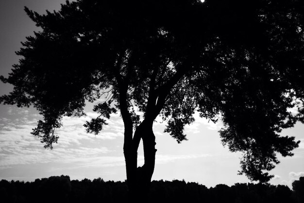 Silueta de un árbol contra el cielo