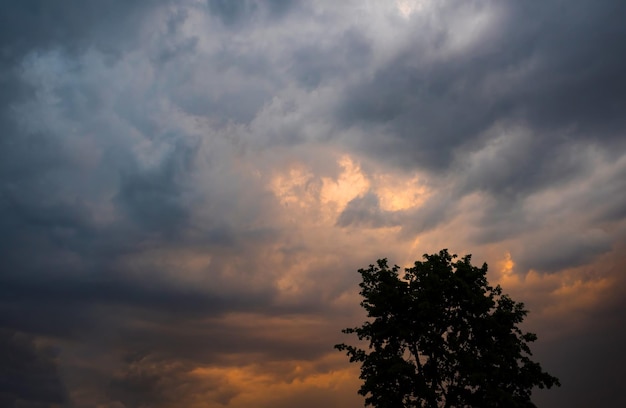 Silueta de árbol contra el dramático cielo del amanecer