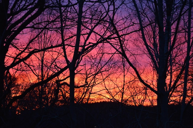 Foto silueta de un árbol desnudo al atardecer