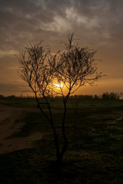 Silueta de árbol desnudo en el campo contra el cielo al atardecer