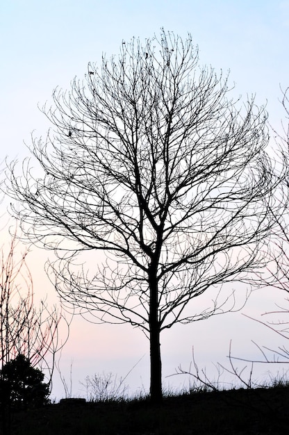 Foto silueta de árbol desnudo en el campo contra el cielo