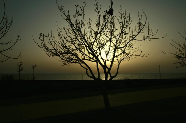 Foto silueta de árbol desnudo contra el cielo durante la puesta de sol