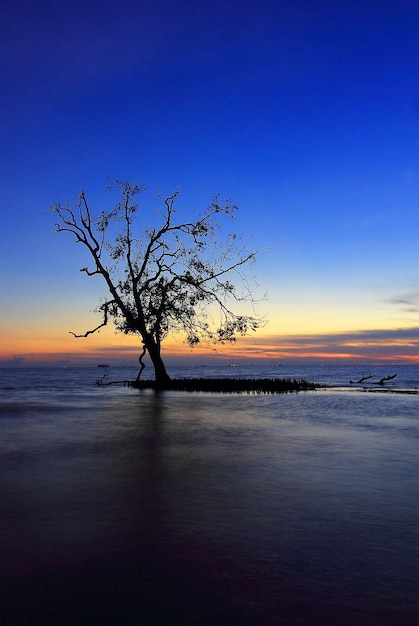 Foto silueta de árbol desnudo junto al mar contra un cielo despejado