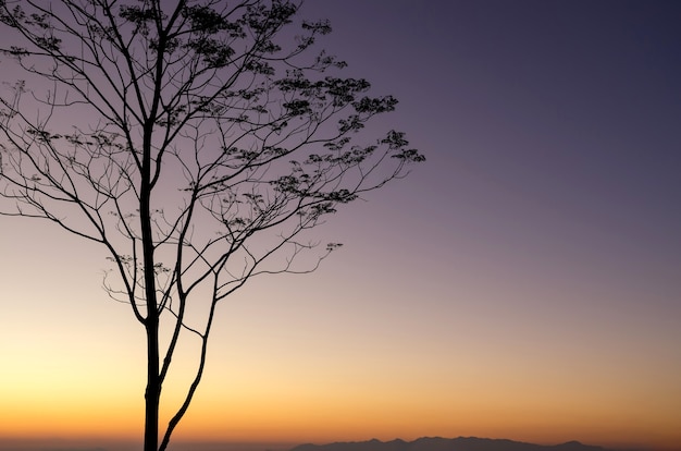 Silueta de árbol después del atardecer