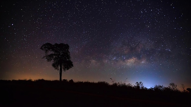 Silueta de árbol y hermosa vía láctea en un cielo nocturno