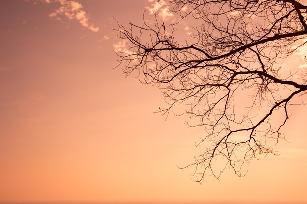 Silueta de un árbol sin hojas, cielo naranja