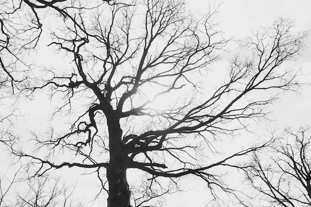 La silueta de un árbol sin hojas en el fondo de un cielo claro con nubes